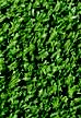 fringe turf